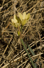 Zephyranthes gilliesiana