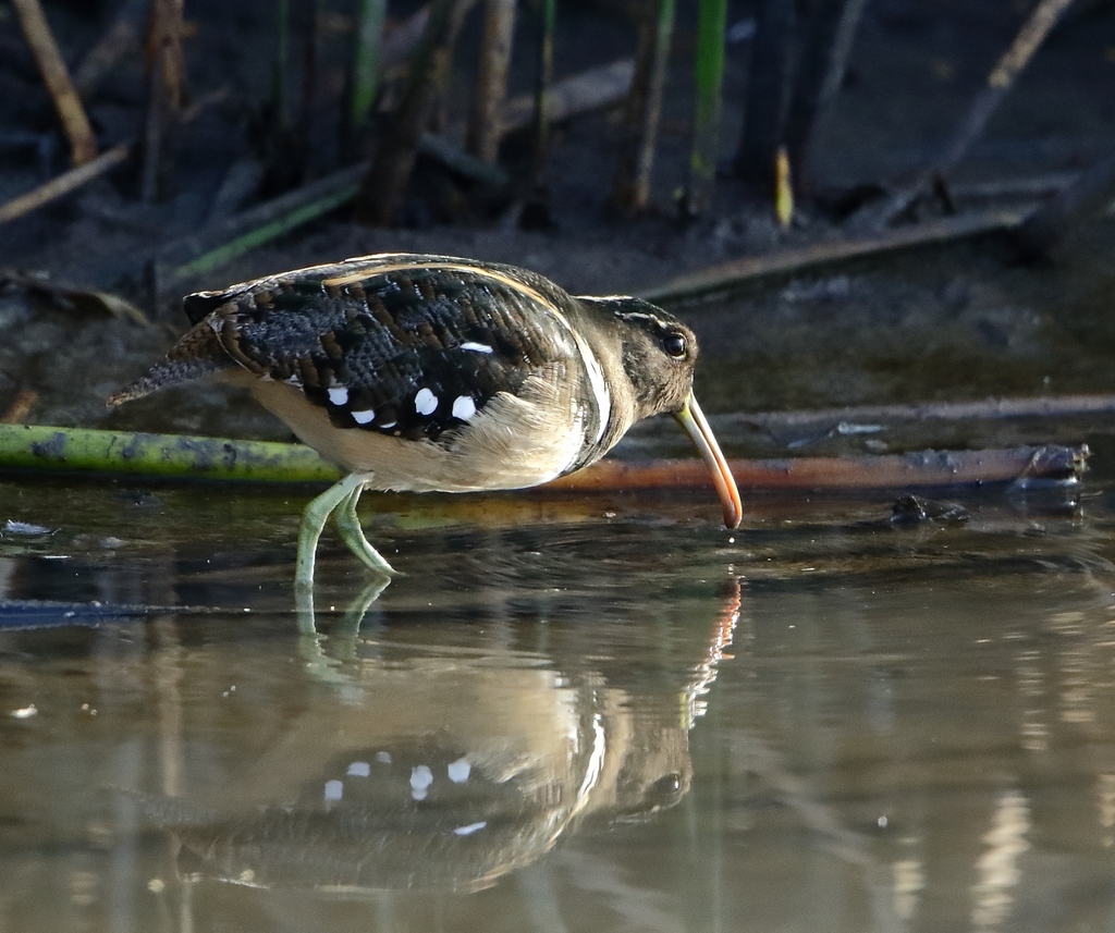 South American Painted-snipe