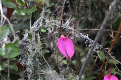 Masdevallia coccinea