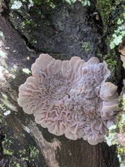 Auricularia mesenterica