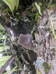 Auricularia mesenterica