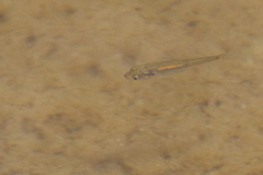 Siphateles boraxobius