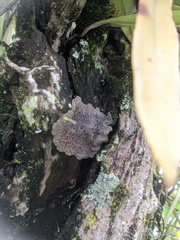 Auricularia mesenterica