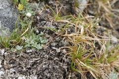 Antennaria monocephala