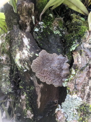 Auricularia mesenterica