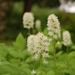 White Baneberry - Photo (c) Tim Waters, some rights reserved (CC BY-NC-ND)