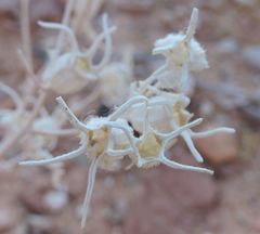 Mentzelia multiflora