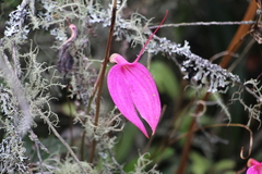 Masdevallia coccinea