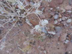 Mentzelia multiflora