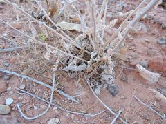 Mentzelia multiflora