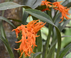 Brassia aurantiaca