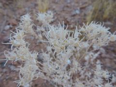 Mentzelia multiflora