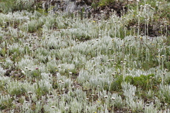 Antennaria lanata