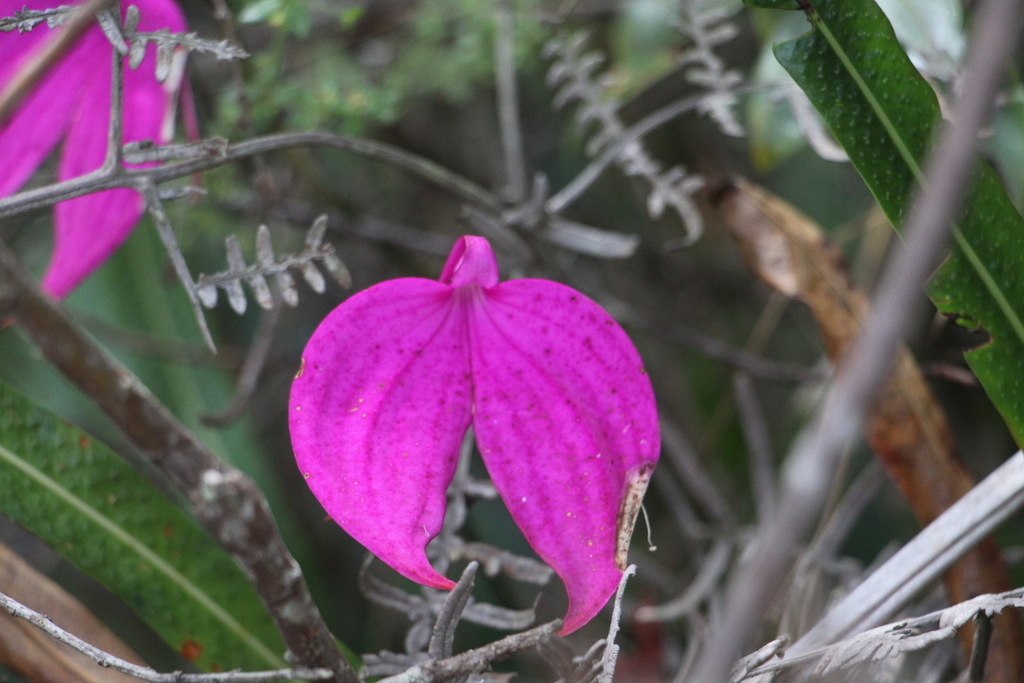 Masdevallia coccinea
