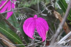 Masdevallia coccinea