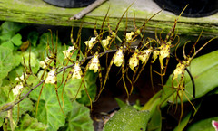 Brassia maculata