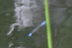 Enallagma divagans