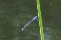 Enallagma divagans