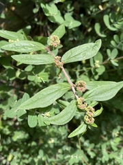 Euphorbia berteroana