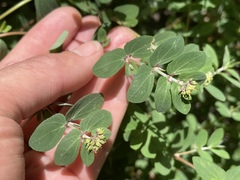 Euphorbia berteroana