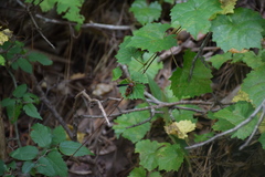 Vitacea polistiformis