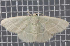 Chlorochlamys phyllinaria