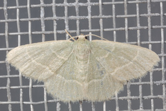 Chlorochlamys phyllinaria