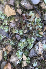 Marchantia foliacea