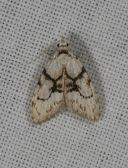 Nola delograpta