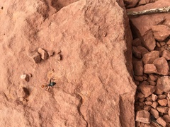 Myrmecocystus