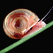 Ramshorn Snails - Photo (c) Alan R Walker, some rights reserved (CC BY-SA)
