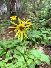 Senecio amplectens