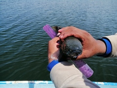 Dormitator latifrons