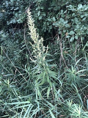 Artemisia serrata