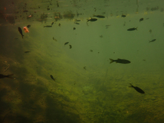 Ptychocheilus grandis