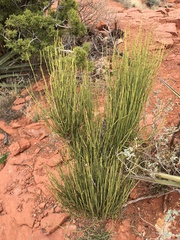 Ephedra aspera