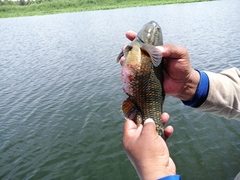 Dormitator latifrons