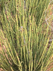 Ephedra aspera
