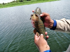 Dormitator latifrons