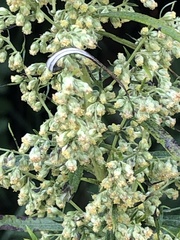 Artemisia serrata