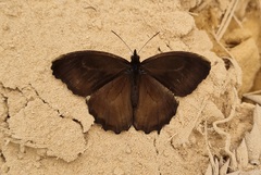 Praepedaliodes phanias