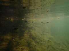 Ptychocheilus grandis