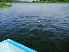 Dormitator latifrons