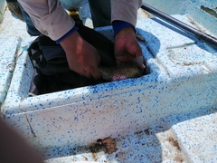 Dormitator latifrons