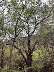 Havardia mexicana