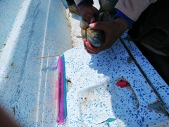 Dormitator latifrons