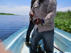 Dormitator latifrons