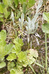 Pectiantia pentandra