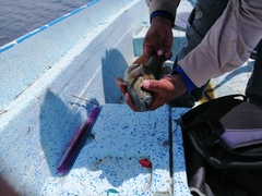 Dormitator latifrons