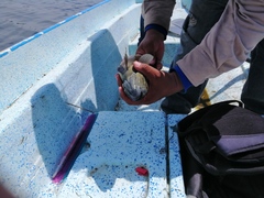 Dormitator latifrons